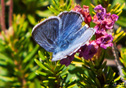 Plebejus icarioides